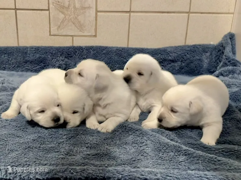 White shaded lab puppy – Labrador Retriever puppy for sale in West Palm Beach, FL