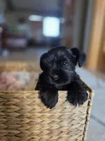 Stella, a female Miniature Schnauzer for sale in Treynor, IA – Photo 4 of 6