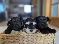 Stella, a female Miniature Schnauzer for sale in Treynor, IA – Photo 2 of 6