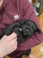 Stella, a female Miniature Schnauzer for sale in Treynor, IA – Photo 3 of 6