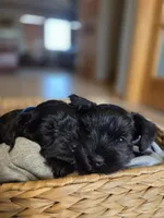 Stella, a female Miniature Schnauzer for sale in Treynor, IA – Photo 6 of 6
