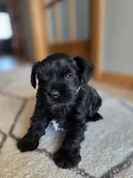 Stella, a female Miniature Schnauzer for sale in Treynor, IA – Photo 1 of 6