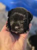 Stella, a female Miniature Schnauzer for sale in Treynor, IA – Photo 5 of 6