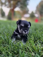Georgia, a female Miniature Schnauzer for sale in Treynor, IA – 3 of 3