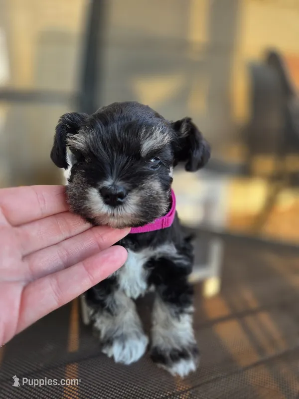 Georgia – Miniature Schnauzer puppy for sale in Treynor, IA