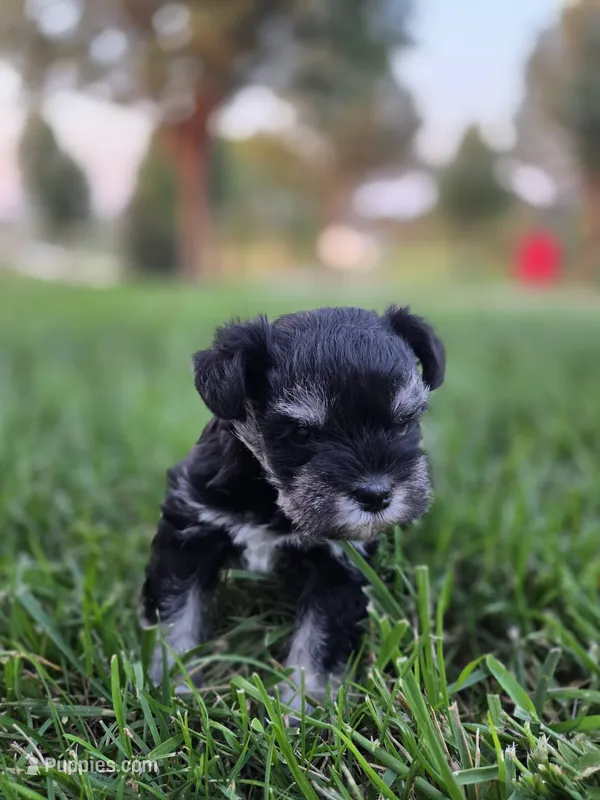 Georgia – Miniature Schnauzer puppy for sale in Treynor, IA