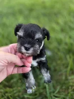 Georgia, a female Miniature Schnauzer for sale in Treynor, IA – 2 of 3