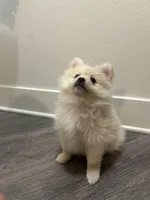 Pomeranian puppies , a male Pomeranian for sale in Anaheim, CA – Photo 2 of 3