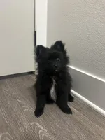 Pomeranian puppies , a male Pomeranian for sale in Anaheim, CA – Photo 3 of 3