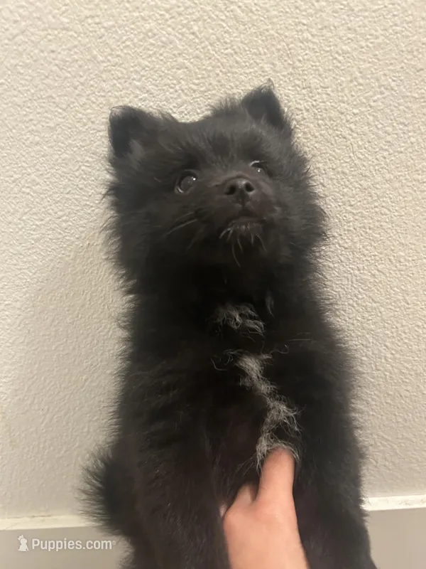 Pomeranian puppies  – Pomeranian puppy on hold in Anaheim, CA