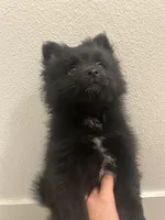 Pomeranian puppies , a male Pomeranian for sale in Anaheim, CA – Photo 1 of 3