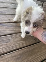 Rumi , a female Chihuahua and Poodle - Toy  for sale in Danville, VA – 4 of 5
