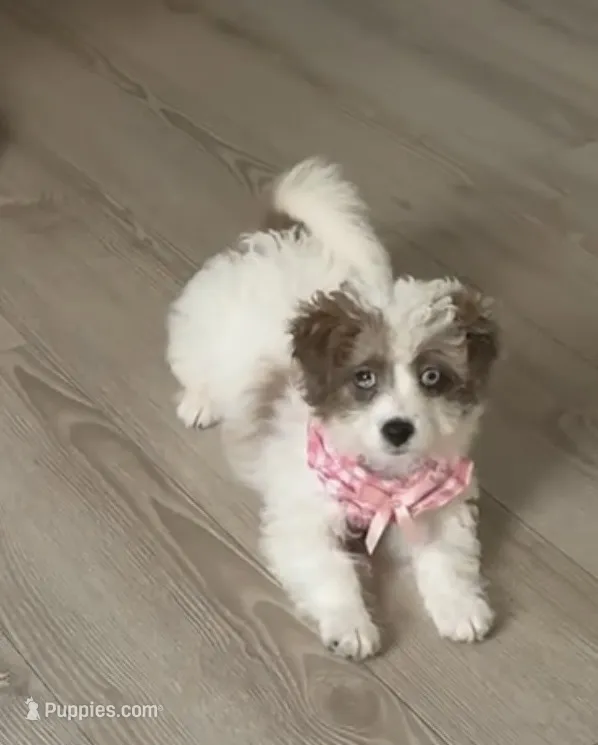Rumi  – Chihuahua, Poodle - Toy  puppy for sale in Danville, VA