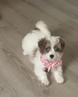 Rumi , a female Chihuahua and Poodle - Toy  for sale in Danville, VA – 1 of 5