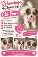 Rumi , a female Chihuahua and Poodle - Toy  for sale in Danville, VA – 2 of 5