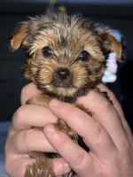 Peanut, a male Yorkshire Terrier for sale in Augusta, GA – 2 of 5