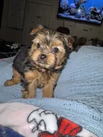 Peanut, a male Yorkshire Terrier for sale in Augusta, GA – 4 of 5
