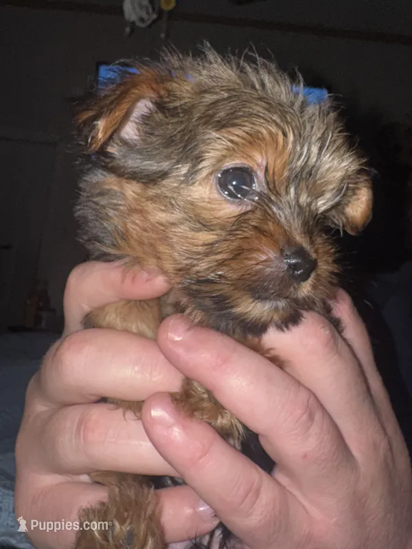 Peanut – Yorkshire Terrier puppy for sale in Augusta, GA