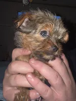Peanut, a male Yorkshire Terrier for sale in Augusta, GA – 1 of 5