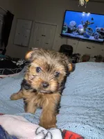 Peanut, a male Yorkshire Terrier for sale in Augusta, GA – 5 of 5