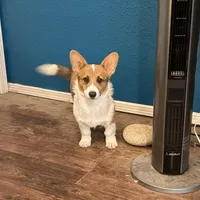 Saoirse, a female Pembroke Welsh Corgi for sale in Las Cruces, NM – Photo 2 of 2