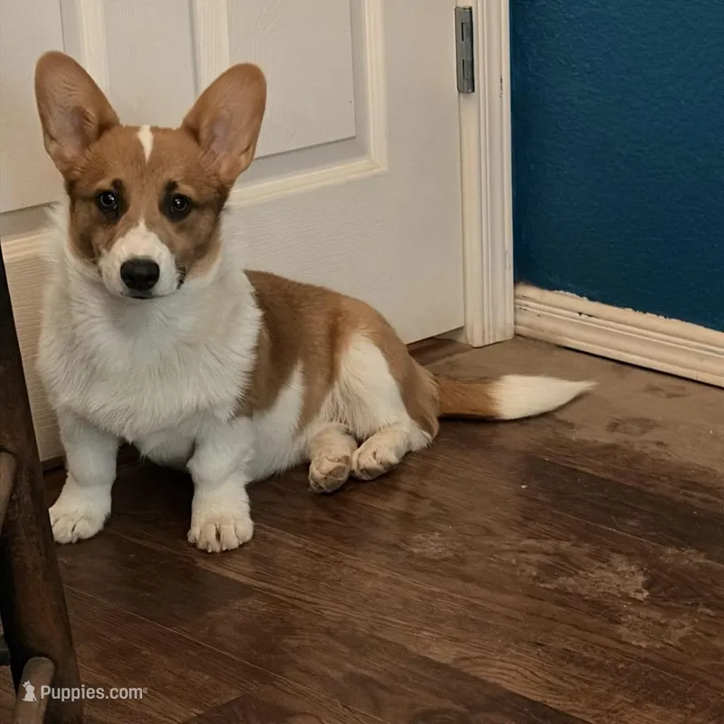Saoirse – Pembroke Welsh Corgi puppy for sale in Las Cruces, NM