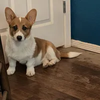 Saoirse, a female Pembroke Welsh Corgi for sale in Las Cruces, NM – Photo 1 of 2