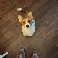 Spot, a male Pembroke Welsh Corgi for sale in Las Cruces, NM – Photo 2 of 2