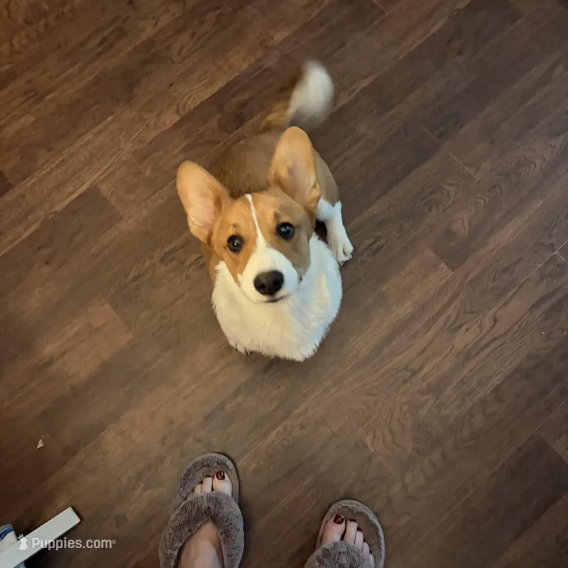 Spot – Pembroke Welsh Corgi puppy for sale in Las Cruces, NM