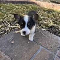 El Doggo, a male Pembroke Welsh Corgi for sale in Las Cruces, NM – Photo 2 of 4