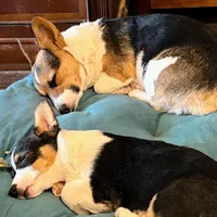El Doggo, a male Pembroke Welsh Corgi for sale in Las Cruces, NM – Photo 4 of 4