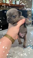 Hamm, a male French Bulldog for sale in Effingham, SC – 1 of 2