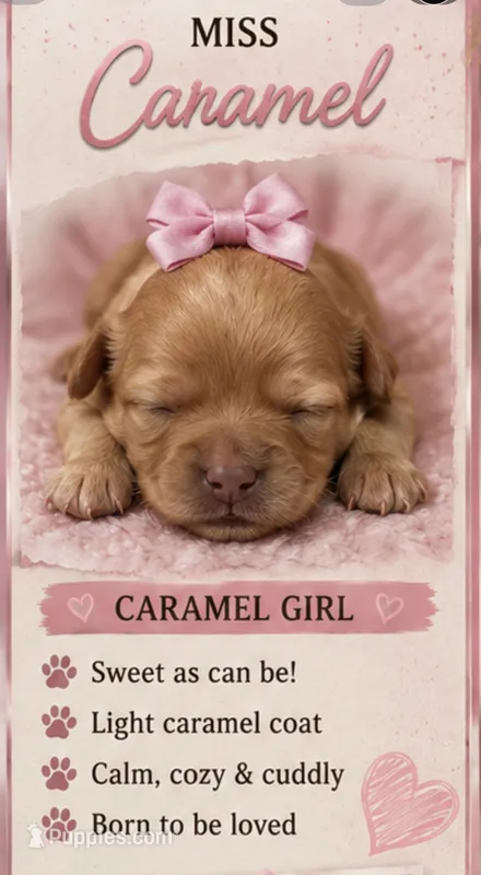Miss Caramel – Shihpoo puppy for sale in Effingham, SC
