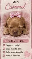Miss Caramel, a female Shihpoo for sale in Effingham, SC – 1 of 1