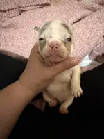 Hugo, a male French Bulldog for sale in Effingham, SC – 2 of 10