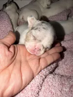 Hugo, a male French Bulldog for sale in Effingham, SC – 7 of 10