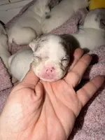 Hugo, a male French Bulldog for sale in Effingham, SC – 4 of 10