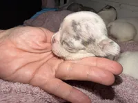 Hugo, a male French Bulldog for sale in Effingham, SC – 6 of 10