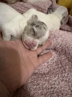 Hugo, a male French Bulldog for sale in Effingham, SC – 3 of 10