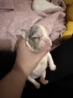 Hugo, a male French Bulldog for sale in Effingham, SC – 8 of 10
