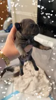 Jessie, a female French Bulldog for sale in Effingham, SC – 2 of 4