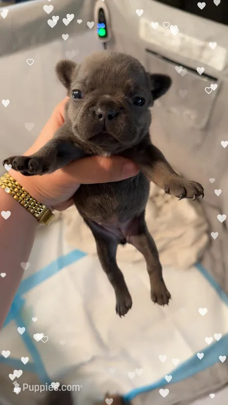 Jessie – French Bulldog puppy for sale in Effingham, SC