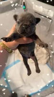 Jessie, a female French Bulldog for sale in Effingham, SC – 1 of 4