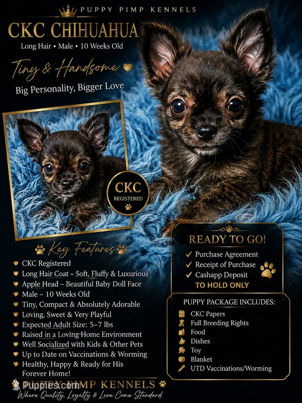Onyx – Chihuahua puppy for sale in Effingham, SC