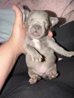 Remy , a male French Bulldog for sale in Effingham, SC – 6 of 7