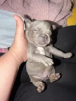 Remy , a male French Bulldog for sale in Effingham, SC – 4 of 7
