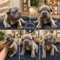 Remy , a male French Bulldog for sale in Effingham, SC – 2 of 7