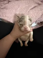 Hugo, a male French Bulldog for sale in Effingham, SC – 10 of 10