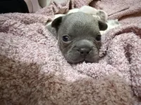 Remy , a male French Bulldog for sale in Effingham, SC – 5 of 7