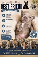 Remy , a male French Bulldog for sale in Effingham, SC – 1 of 7